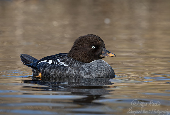 324 Barrow's goldeneye female (Bucephala islandica) - Ripley Waterfowl Conservancy CT