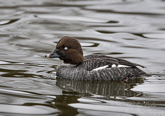 326 Common goldeneye female (Bucephala clangula) - Ripley Waterfowl Conservancy CT