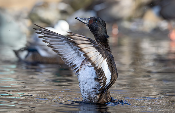 333 Baer's pochard female (Aythya baeri) - Ripley Waterfowl Conservancy CT