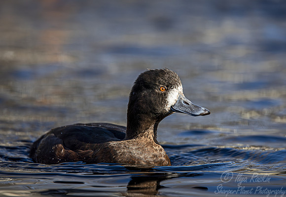 338 New Zealand scaup female (Aythya novaeseelandiae) - Ripley Waterfowl Conservancy CT
