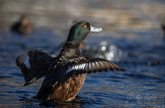 336 New Zealand scaup male (Aythya novaeseelandiae) - Ripley Waterfowl Conservancy CT