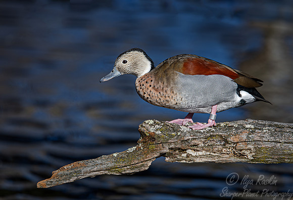 339 Ringed teal (Callonetta leucophrys) - Ripley Waterfowl Conservancy CT