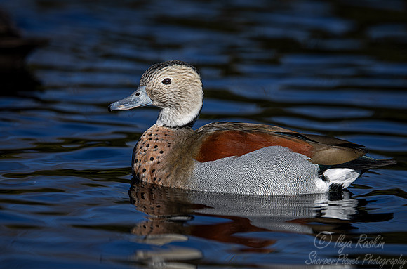 340 Ringed teal (Callonetta leucophrys) - Ripley Waterfowl Conservancy CT