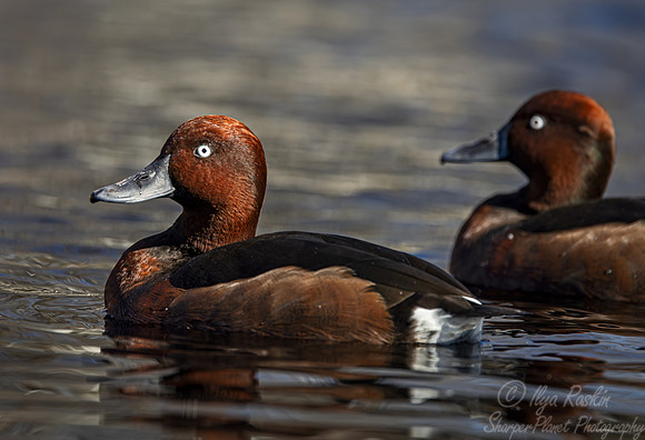 345 Ferruginous ducks males(Aythya nyroca) - Ripley Waterfowl Conservancy CT