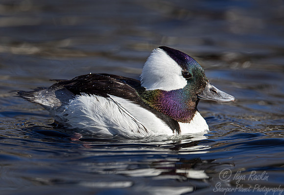 349 Bufflehead duck male (Bucephala albeola) - Ripley Waterfowl Conservancy CT