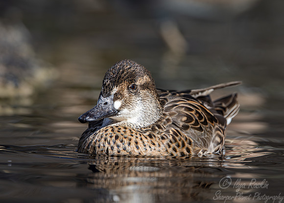 350 Baikal teal female (Sibirionetta formosa) (Bucephala albeola) - Ripley Waterfowl Conservancy CT
