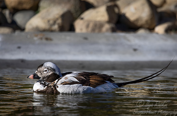 353 Long-tailed duck male (Clangula hyemalis) - Ripley Waterfowl Conservancy CT