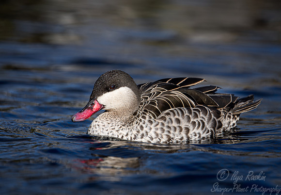 355 Red-billed duck (Anas erythrorhyncha) - Ripley Waterfowl Conservancy CT