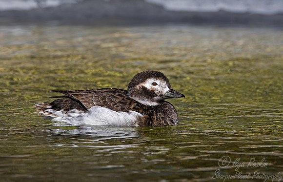 354 Long-tailed duck female (Clangula hyemalis) - Ripley Waterfowl Conservancy CT