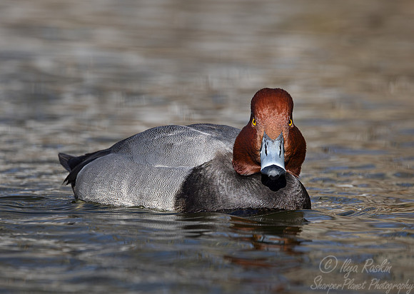 356 Redhead duck (Aythya americana) - Ripley Waterfowl Conservancy CT