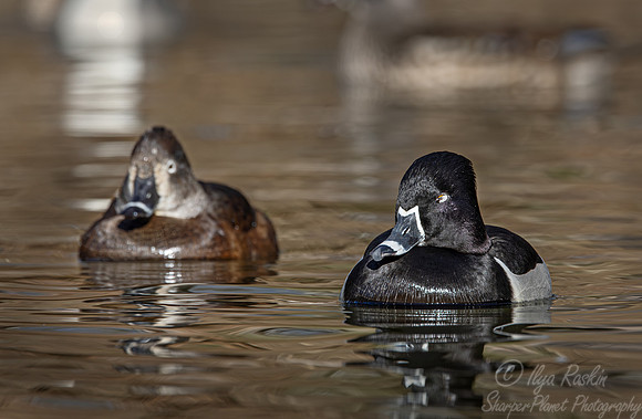 360 Ring-necked ducks (Aythya collaris) - Ripley Waterfowl Conservancy CT