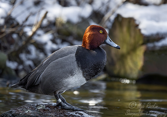 357 Redhead duck (Aythya americana) - Ripley Waterfowl Conservancy CT