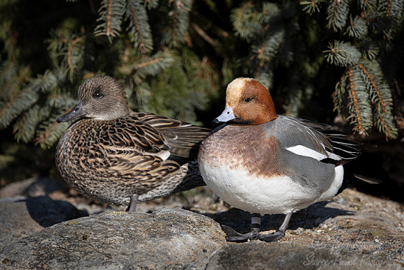 359 Eurasian wigeon male and female (Mareca penelope) - Ripley Waterfowl Conservancy CT