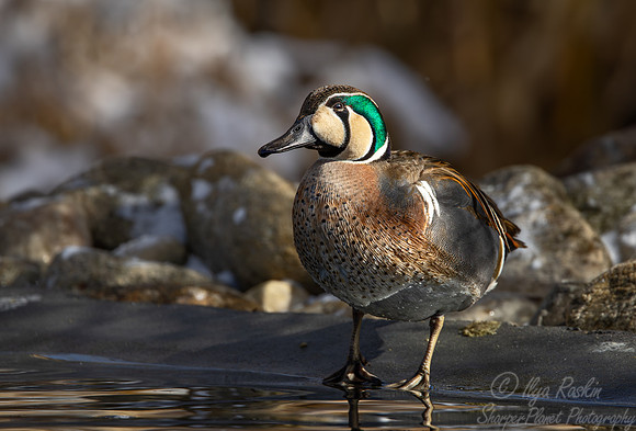 362 Baikal teal male (Sibirionetta formosa) - Ripley Waterfowl Conservancy CT