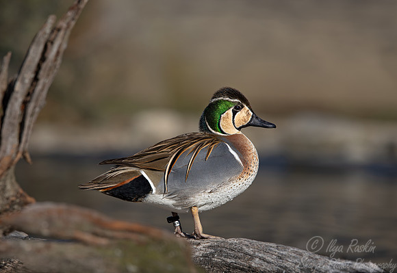 363 Baikal teal  male(Sibirionetta formosa) - Ripley Waterfowl Conservancy CT