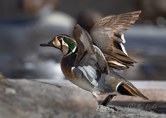 365 Baikal teal male (Sibirionetta formosa) - Ripley Waterfowl Conservancy CT