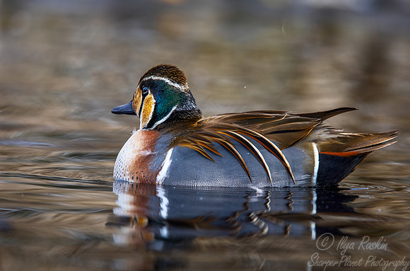 364 Baikal teal male (Sibirionetta formosa) - Ripley Waterfowl Conservancy CT