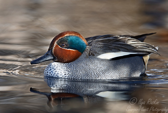 367 Green-winged teal (Anas carolinensis) - Ripley Waterfowl Conservancy CT