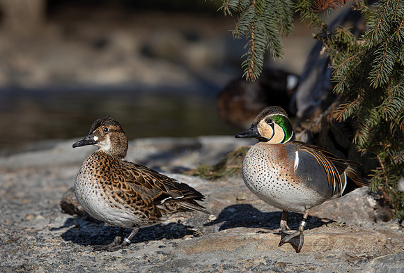 366 Baikal teals male and female (Sibirionetta formosa) - Ripley Waterfowl Conservancy CT