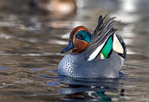 369 Green-winged teal male and female (Anas carolinensis) - Ripley Waterfowl Conservancy CT