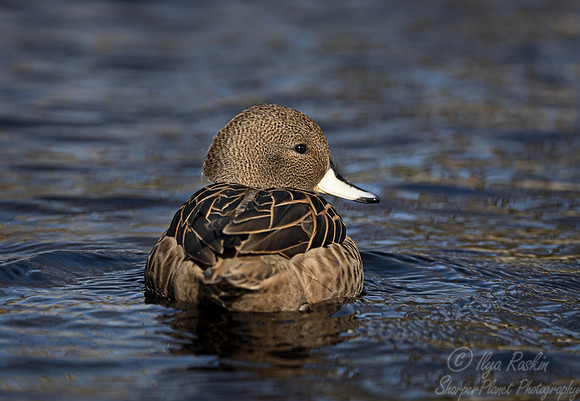 370 South Georgia pintail female (Anas georgica georgica) - Ripley Waterfowl Conservancy CT