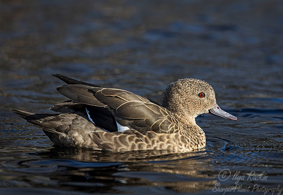 373 Madagascar teal (Anas bernieri) - Ripley Waterfowl Conservancy CT