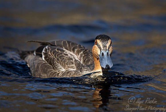 376 Philippine duck (Anas Luzonica) - Ripley Waterfowl Conservancy CT