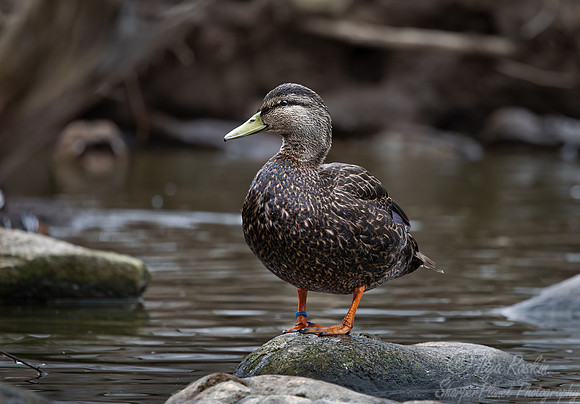 379 American black duck (Anas rubripes) - Ripley Waterfowl Conservancy CT