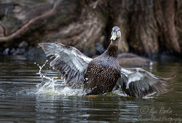 378 American black duck (Anas rubripes) - Ripley Waterfowl Conservancy CT
