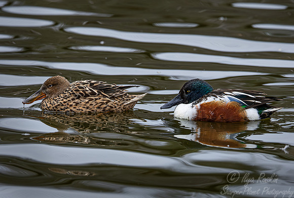381 Northern shoveler male and female (Anas clypeata) - Ripley Waterfowl Conservancy CT