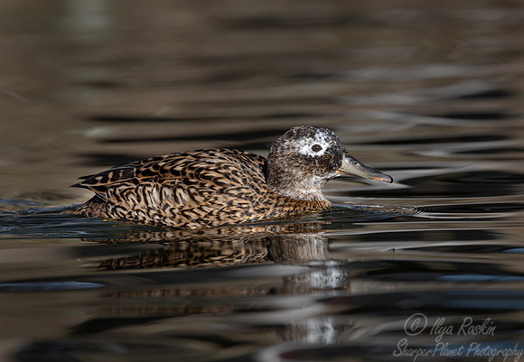 385 Laysan duck (Anas laysanensis) - Ripley Waterfowl Conservancy CT