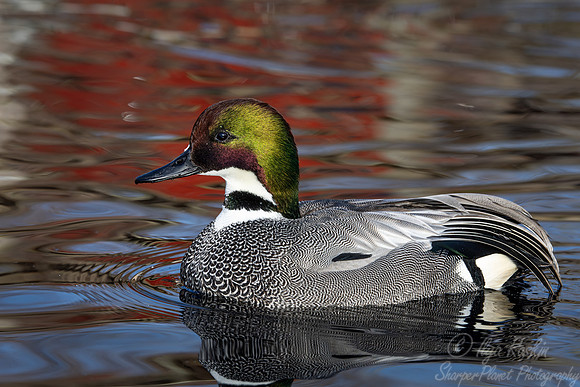 383 Falcated duck male (Anas falcata) - Ripley Waterfowl Conservancy CT