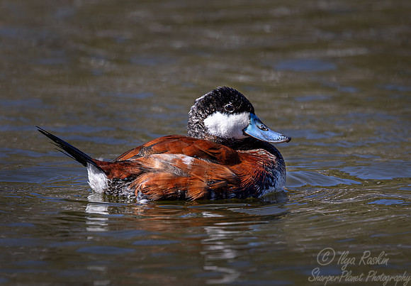 388 Ruddy duck male (Oxyura jamaicensis) - Ripley Waterfowl Conservancy CT