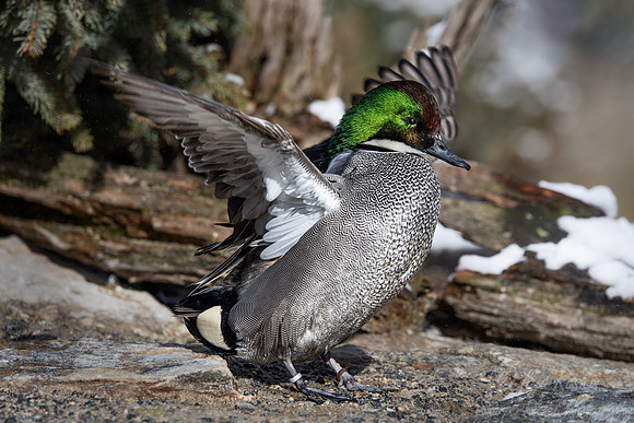 384 Falcated duck male (Anas falcata) - Ripley Waterfowl Conservancy CT