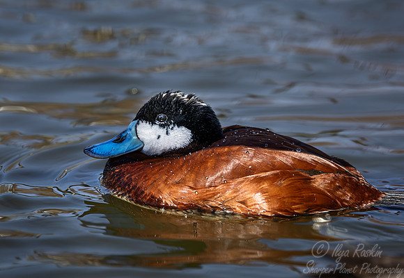 387 Ruddy duck male (Oxyura jamaicensis) - Ripley Waterfowl Conservancy CT