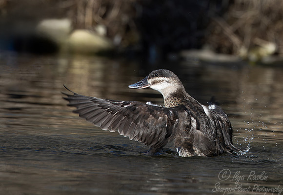 389 Ruddy duck female (Oxyura jamaicensis) - Ripley Waterfowl Conservancy CT