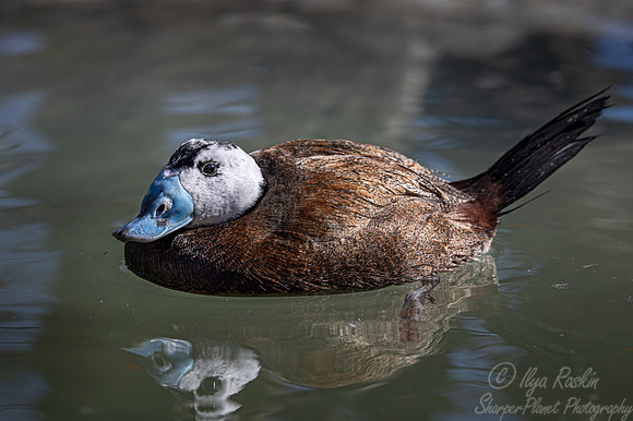 390 White-headed duck male (Oxyura leucocephala) - Ripley Waterfowl Conservancy CT