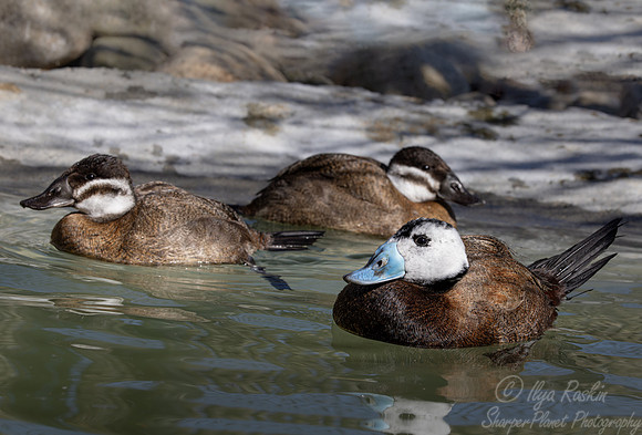 392 White-headed ducks (Oxyura leucocephala) - Ripley Waterfowl Conservancy CT