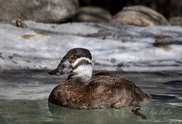 393 White-headed duck female (Oxyura leucocephala) - Ripley Waterfowl Conservancy CT