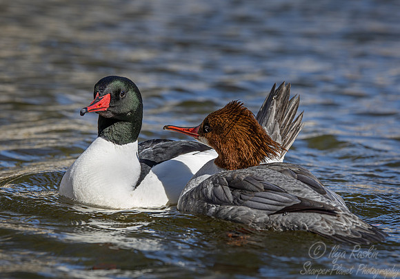 394 Common merganser male and female (Mergus merganser) - Ripley Waterfowl Conservancy CT