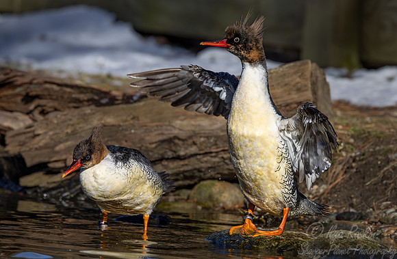 396 Common merganser females (Mergus merganser) - Ripley Waterfowl Conservancy CT