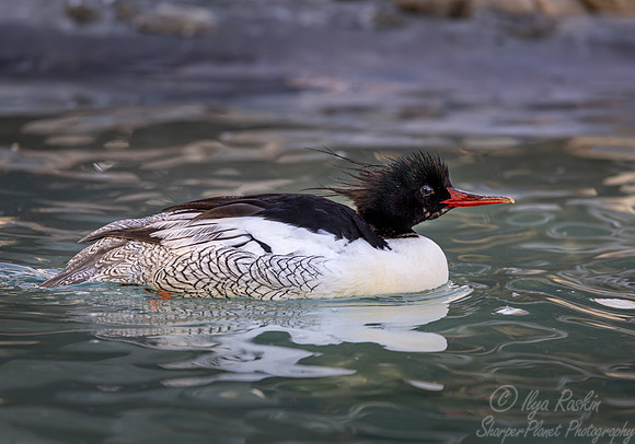 397 Scaly-sided merganser (Mergus squamatus) - Ripley Waterfowl Conservancy CT