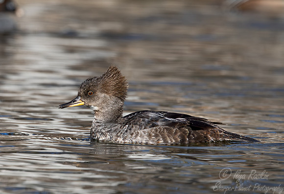 400 Hooded merganser female (Lophodytes cucullatus) - Ripley Waterfowl Conservancy CT