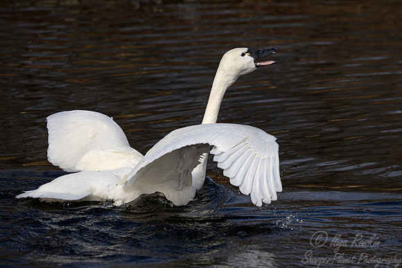 403 Tundra swan (Cygnus columbianus) - Ripley Waterfowl Conservancy CT