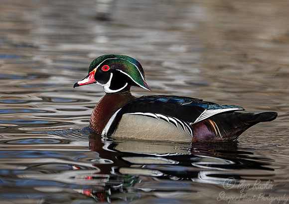 405 Wood duck male (Aix sponsa) - Ripley Waterfowl Conservancy CT