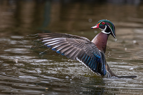 406 Wood duck male (Aix sponsa) - Ripley Waterfowl Conservancy CT