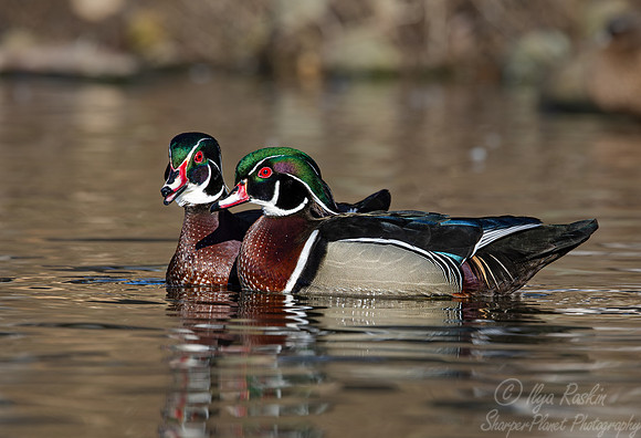 407 Wood ducks males (Aix sponsa) - Ripley Waterfowl Conservancy CT