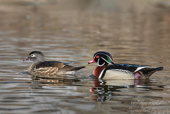 410 Wood ducks male and female (Aix sponsa) - Ripley Waterfowl Conservancy CT