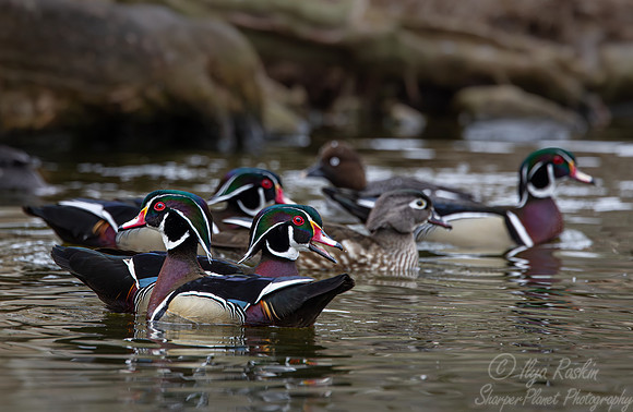 411 Wood ducks (Aix sponsa) - Ripley Waterfowl Conservancy CT