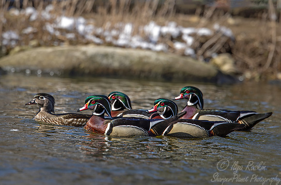412 Wood ducks (Aix sponsa) - Ripley Waterfowl Conservancy CT